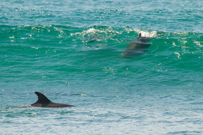 Dolphins surfing