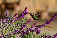 Hummingbird at San Diego Zoo
