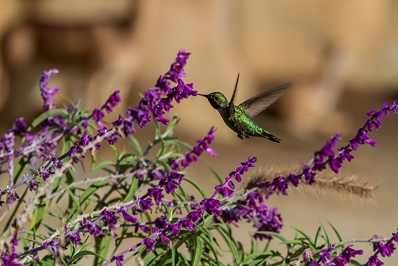 Hummingbird at San Diego Zoo