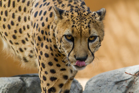 Cheetah at the San Diego Zoo