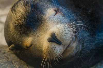 Sea Lion