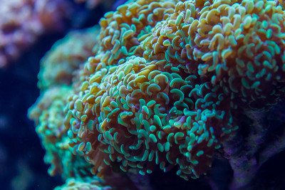 Hammer Coral