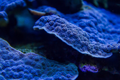 Plate Coral