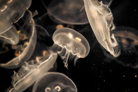 Aquarium of the Pacific