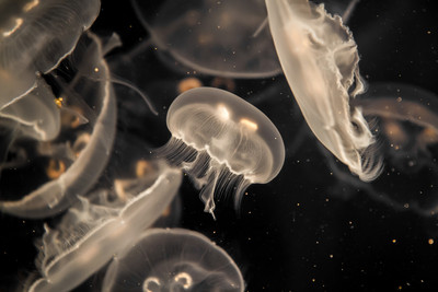 Moon Jellyfish