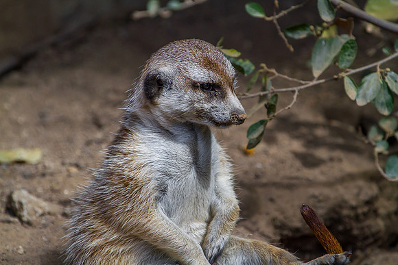 Prairie Dog