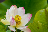 Flora